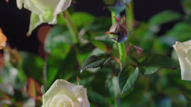 Schöne weiße Rosenblüten auf dunklem Hintergrund — Stockvideo