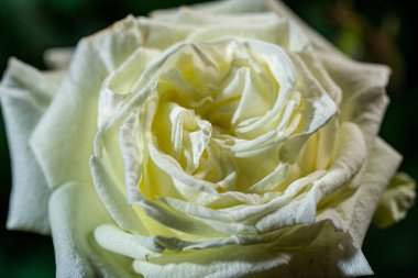 Siyah arka planda su damlaları olan beyaz güller.