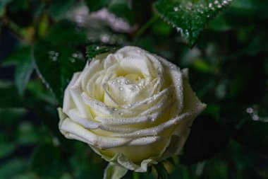 Siyah arka planda su damlaları olan beyaz güller.