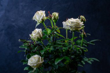 Siyah arka planda su damlaları olan beyaz güller.