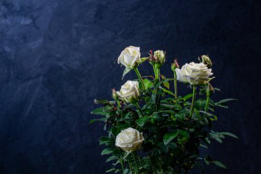 Siyah arka planda su damlaları olan beyaz güller.