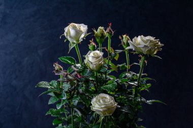 Siyah arka planda su damlaları olan beyaz güller.