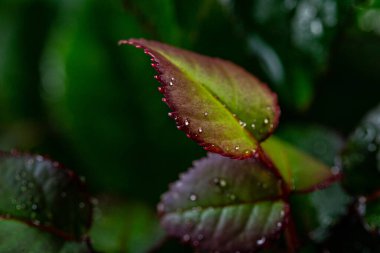 Siyah arka planda su damlaları olan beyaz güller.