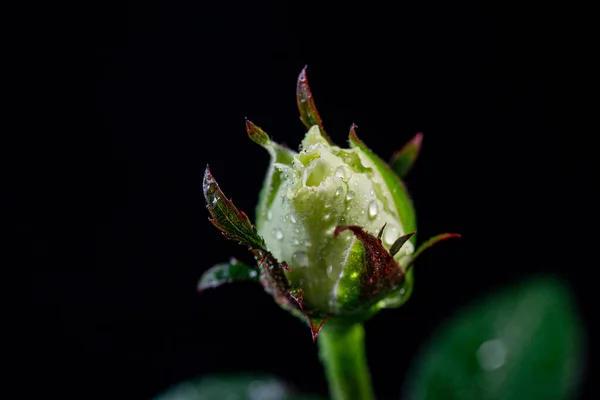 Witte Rozen Met Waterdruppels Een Donkere Achtergrond — Stockfoto