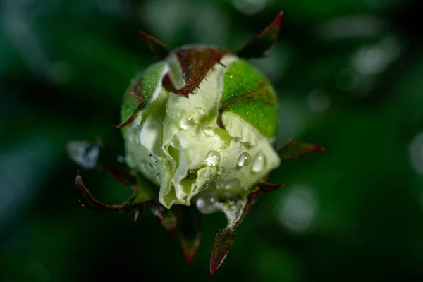 Roses Blanches Avec Des Gouttes Eau Sur Fond Sombre — Photo