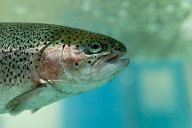 Süpermarkette bir akvaryumda canlı alabalık.