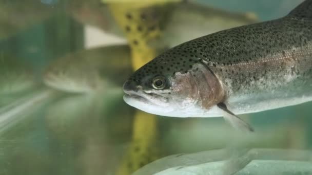 Lebende Forellen im Aquarium eines Supermarktes — Stockvideo