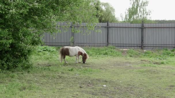 Le cheval poney mange de l'herbe dans la prairie 