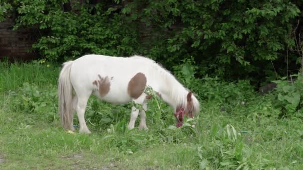 Pony Paard Eet Gras Het Weiland — Stockvideo