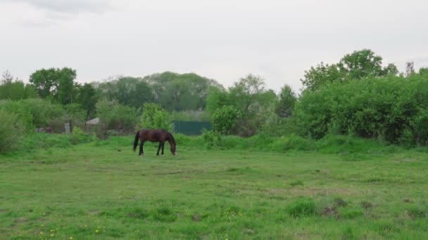 Cheval mange de l'herbe dans la prairie 
