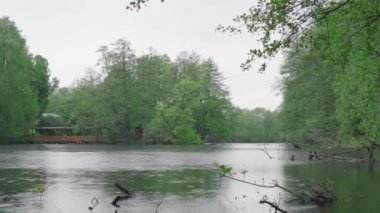 Ördekler yağmur sırasında şehir göletinde yüzerler.