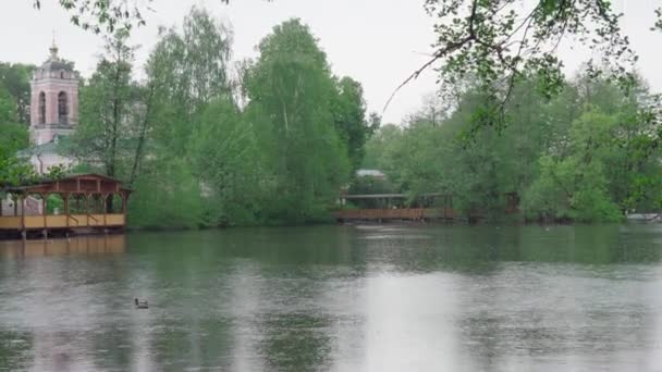 Πάπιες Κολυμπάνε Στη Λίμνη Της Πόλης Κατά Διάρκεια Της Βροχής — Αρχείο Βίντεο