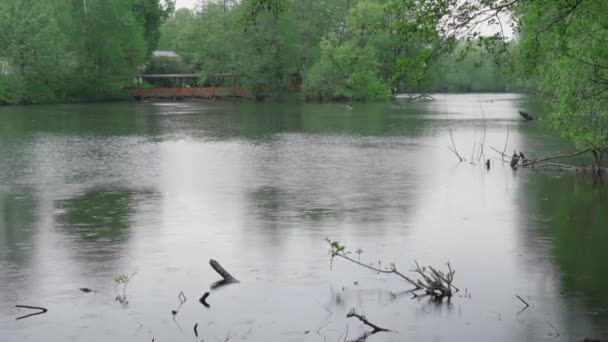 鸭子在雨中在城市池塘里游泳 — 图库视频影像