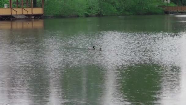 Les canards nagent dans l'étang de la ville sous la pluie 