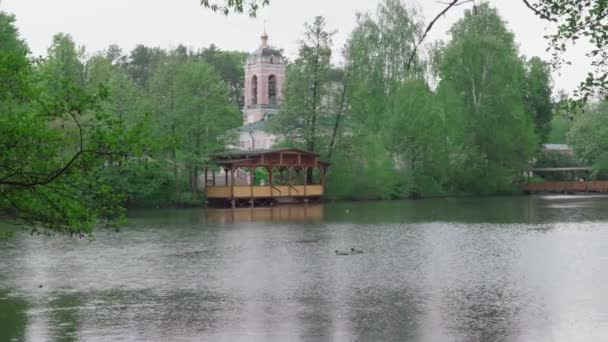 鸭子在雨中在城市池塘里游泳 — 图库视频影像