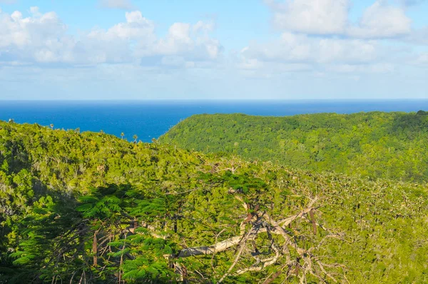 Forêt tropicale à Cuba — Photo