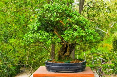 Bonsai ağacı Botanik Bahçesi 