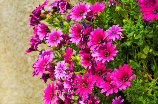 Blomsterbakgrunn i den botaniske hagen – stockfoto