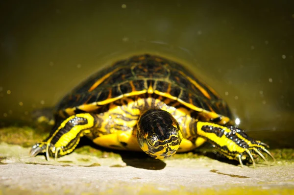 Sköldpaddor i dammen — Stockfoto