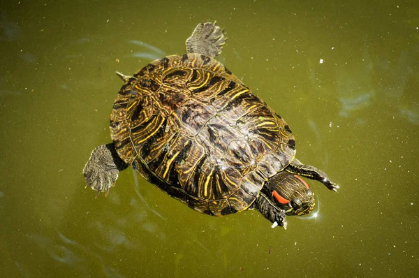 Schildpadden in de vijver — Stockfoto