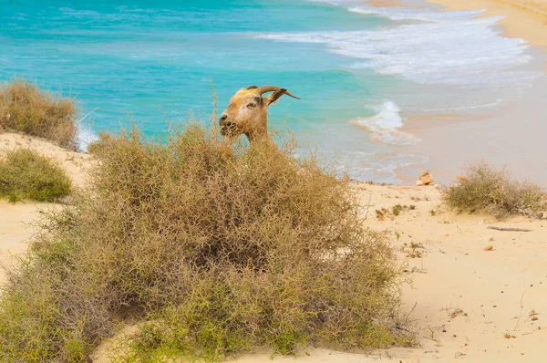 Chèvres du Cap Vert — Photo