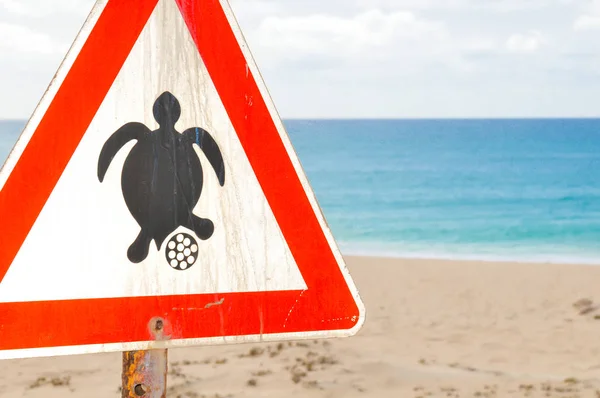 Turtle nesting seizoen — Stockfoto