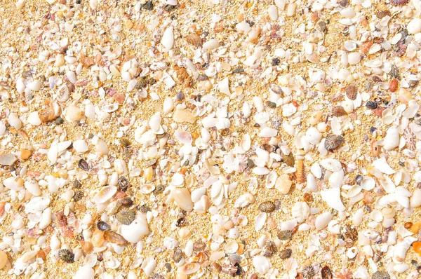 Marine background with sea shells — Stock Photo, Image