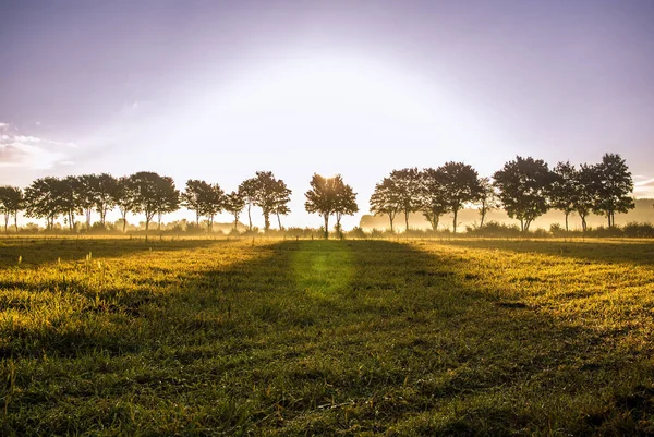 Ağaç sınırından Sunrise