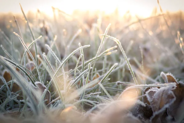 Sunrise buzlu çayırda
