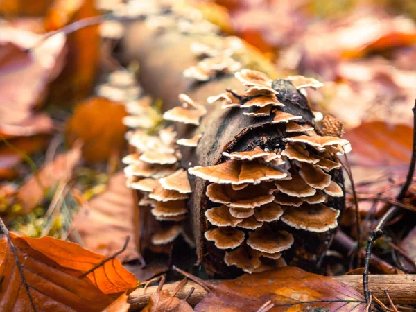 Sonbaharda orman zemini