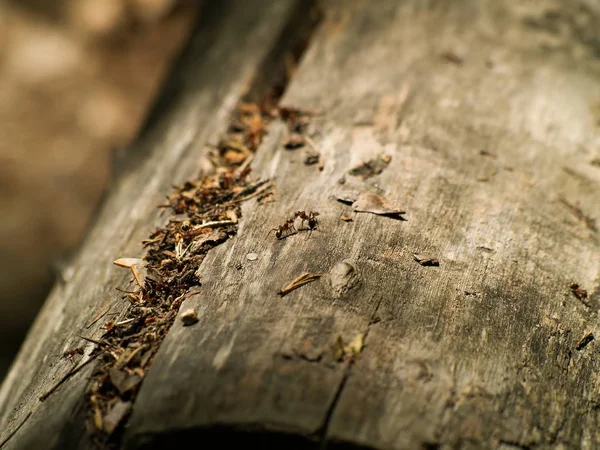 TeamWorks karıncalar arasında