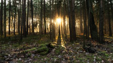 Kışın orman gündoğumu