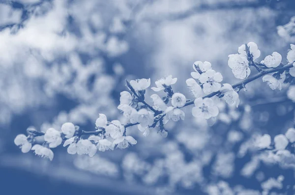Ramas florecientes de árboles de primavera con flores blancas, fondo abstracto de la naturaleza borde. Tonificado color de tendencia azul del año 2020 — Foto de Stock