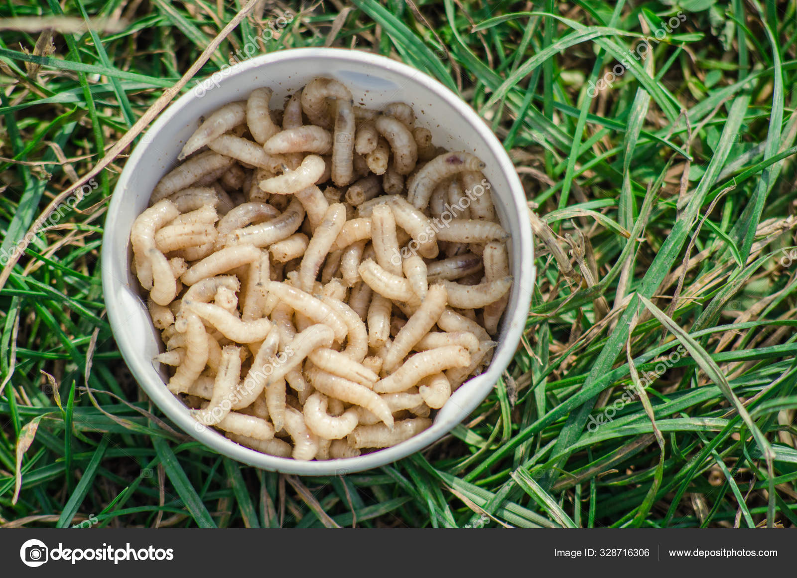 Maggots is a good bait at catching any fish. — Stock Photo © DenZhengal  #328716306