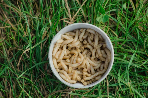 Maggots is a good bait at catching any fish. — Stock Photo, Image