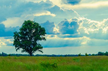 Ormanın yakınında toprak yolu olan yalnız bir ağaç.