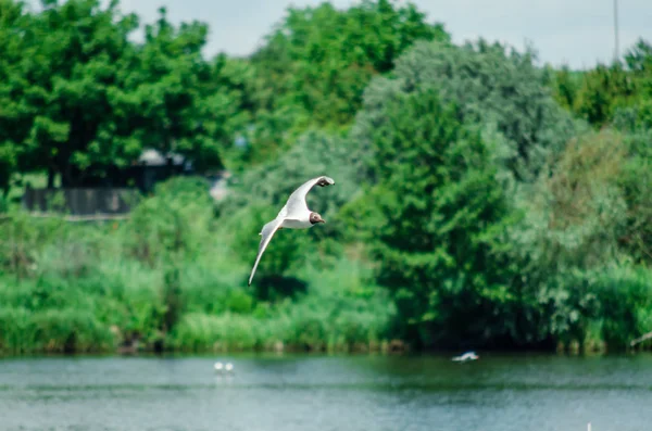 Birçok martı yiyecek aramak için göletin üzerinde uçar. — Stok fotoğraf