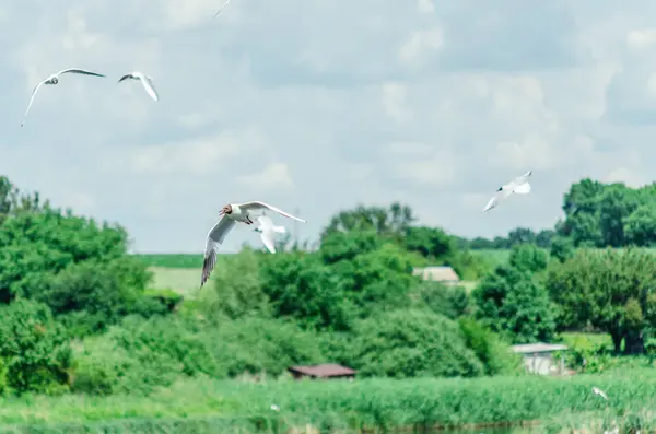 Many gulls fly over the pond in search of food — Stock Photo, Image