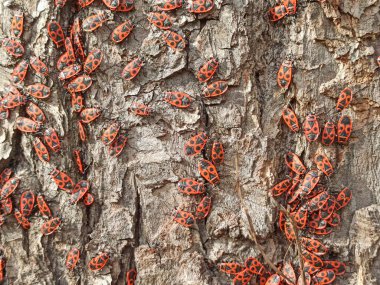Ağaçta yiyecek arayan bir sürü böcek var. Arkaplan