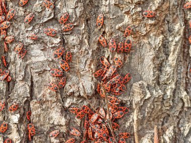 Ağaçta yiyecek arayan bir sürü böcek var. Arkaplan