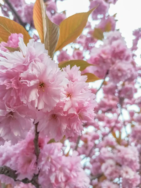 Des cerisiers en fleurs. Beau fond de printemps. Contexte naturel — Photo