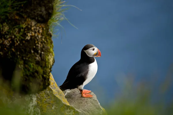 Puffin at the cliff — Stock Photo, Image