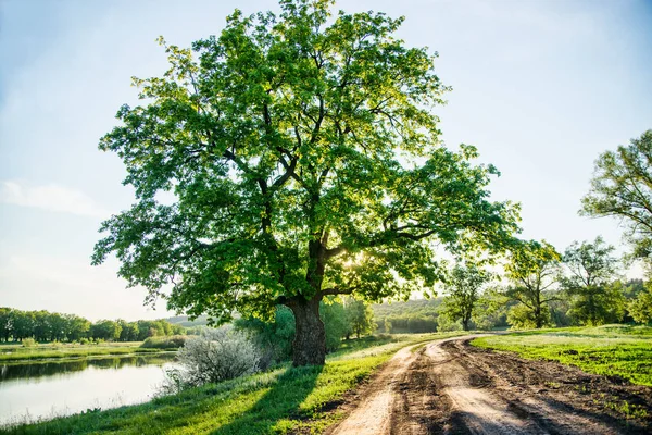 Beautiful rural landscape, a country road and a huge green tree, big age-old oak — Stock Photo, Image