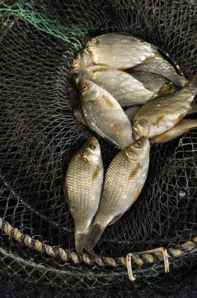 Pesca de carpa fresca na gaiola — Fotografia de Stock