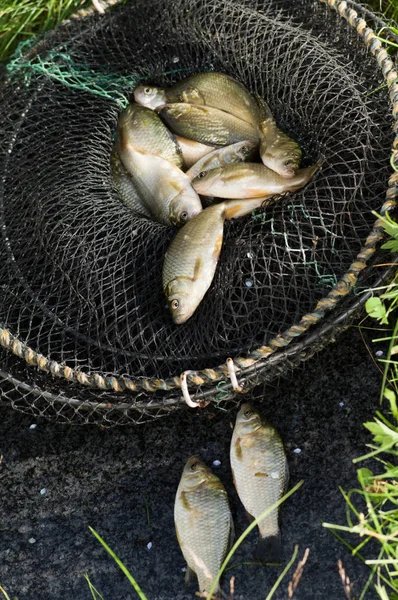 Pesca da carpa na gaiola — Fotografia de Stock