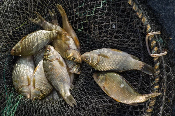 Pesca de carpa fresca na gaiola — Fotografia de Stock