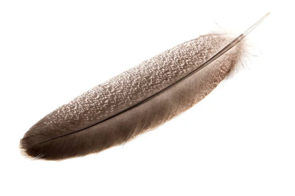 A feather from a turkey wing on a white background close-up — Stock Photo, Image