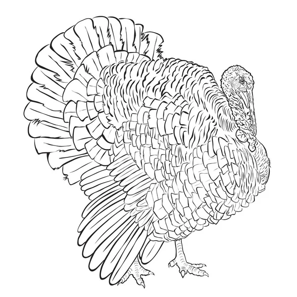 Pavo macho adulto blanco y negro — Vector de stock