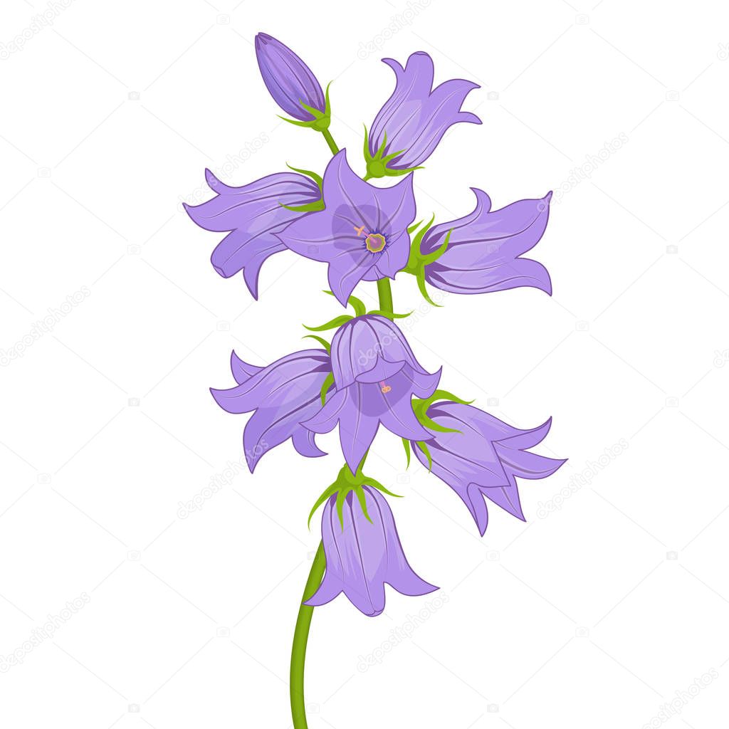 Flowers lilac bells isolated on white background.Vector illustra