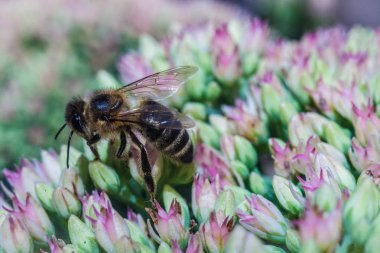 Çiçekler üzerinde oturan makro arı 